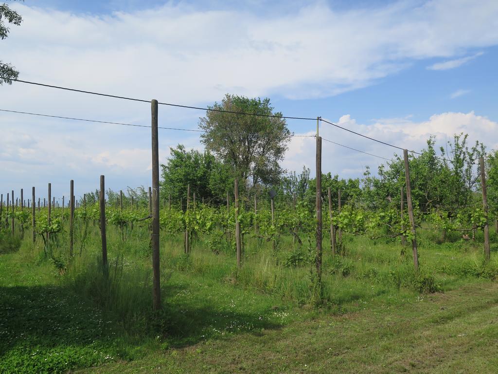 ليدو دي يسولو Tenuta Lio Maggiore المظهر الخارجي الصورة